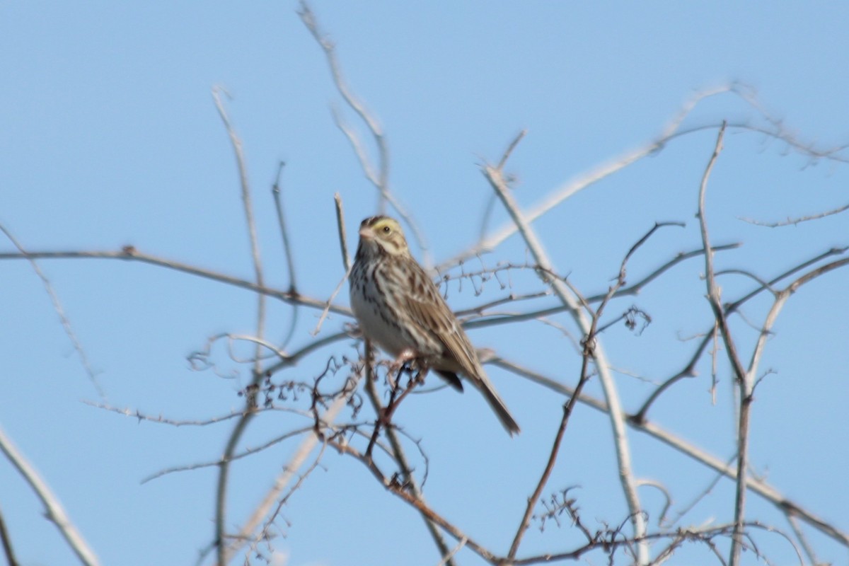 Savannah Sparrow - Angel Zakharia