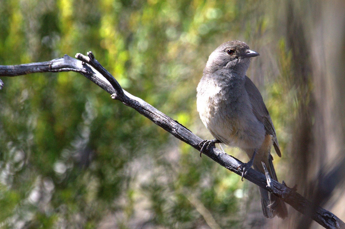 Red-lored Whistler - ML610810922