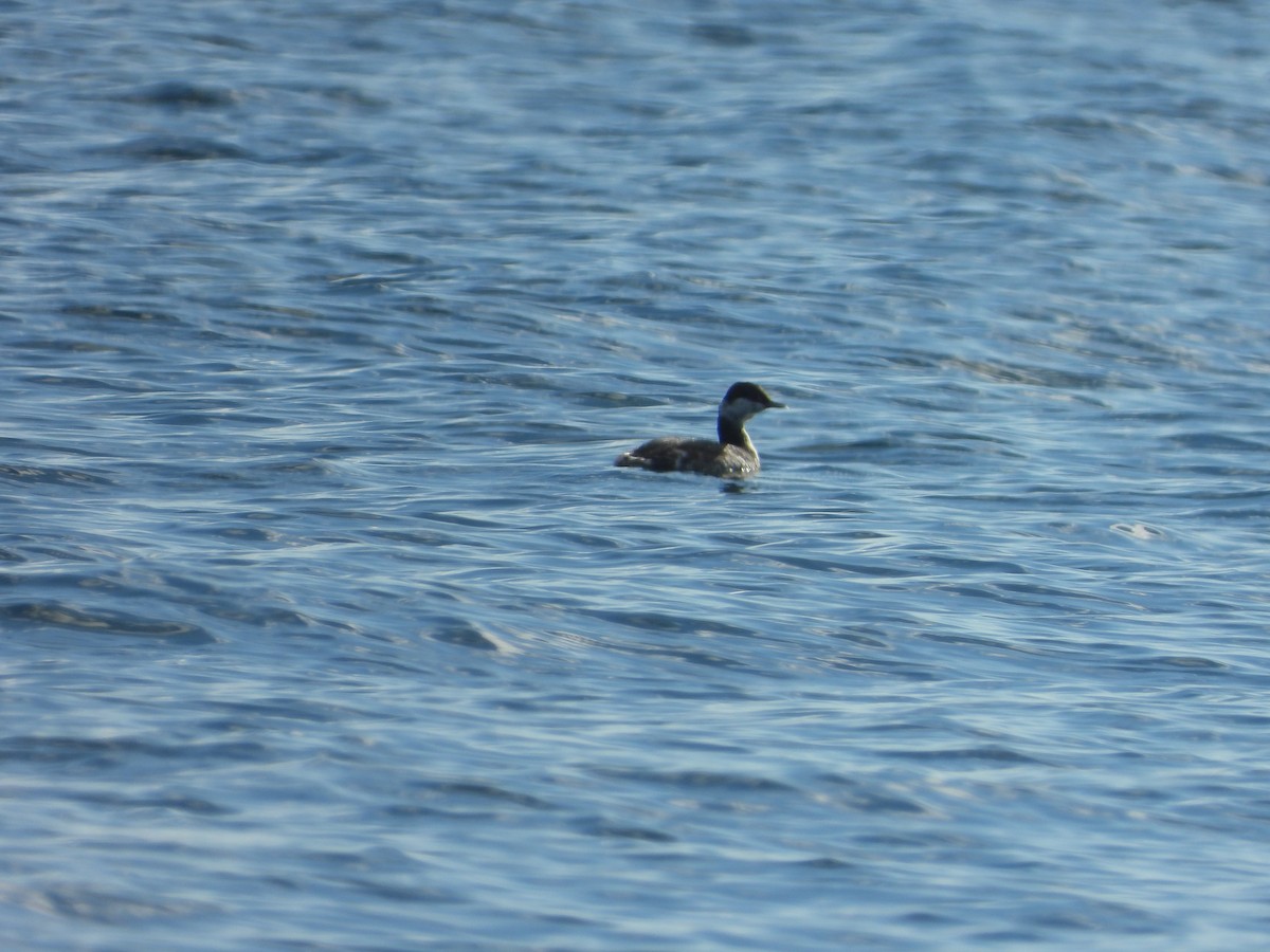 Horned Grebe - ML610810945