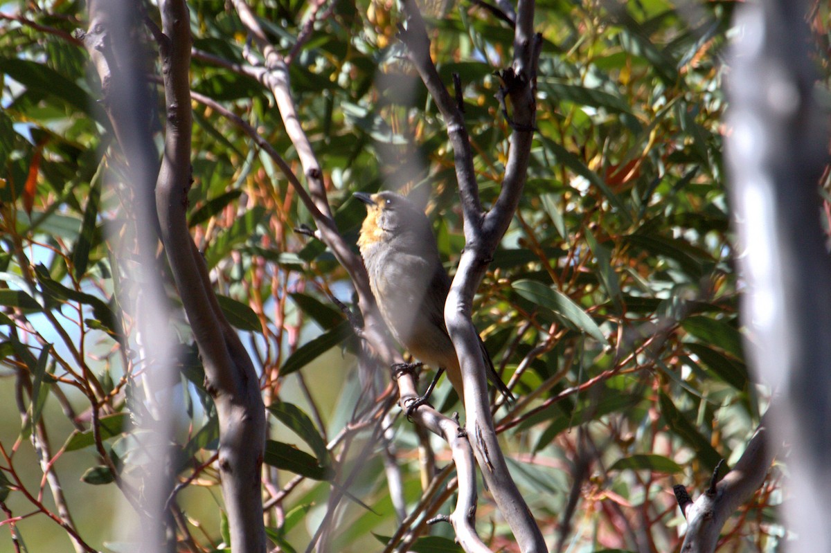Red-lored Whistler - ML610811021