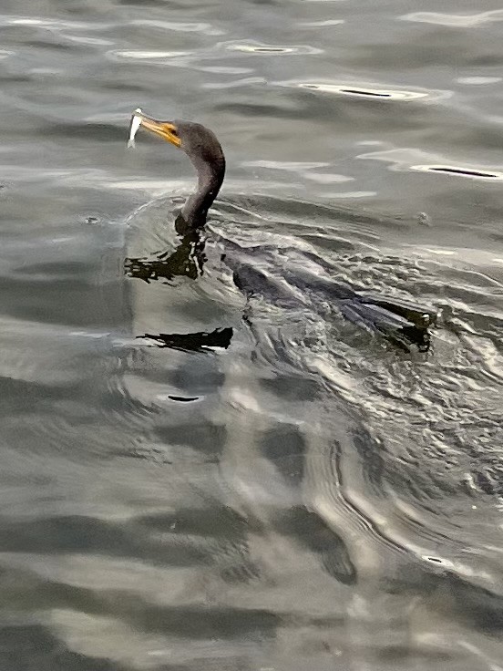 Double-crested Cormorant - Lyla Arum