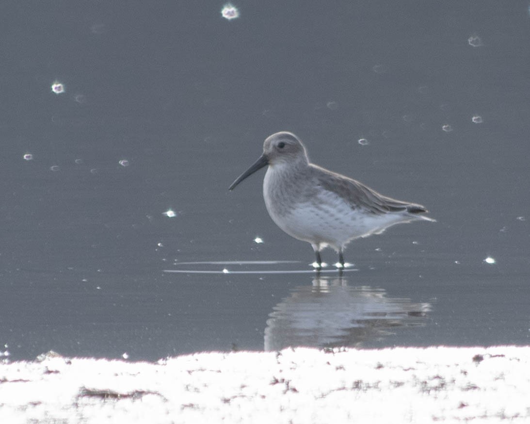 Dunlin - ML610811202