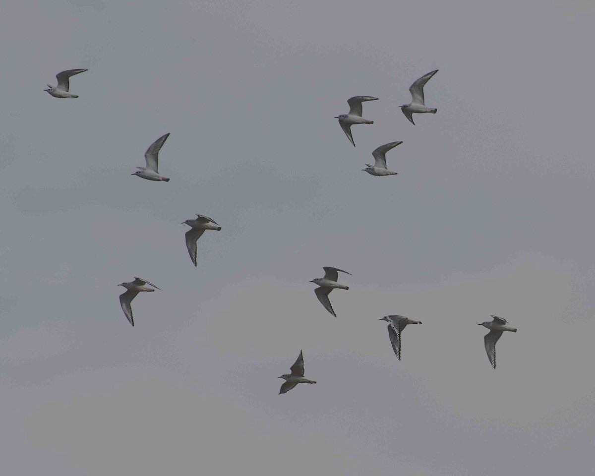 Bonaparte's Gull - ML610811221