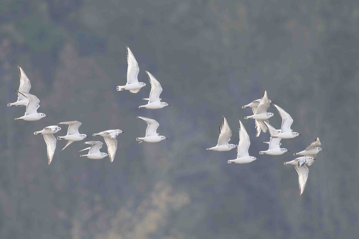 Bonaparte's Gull - ML610811222