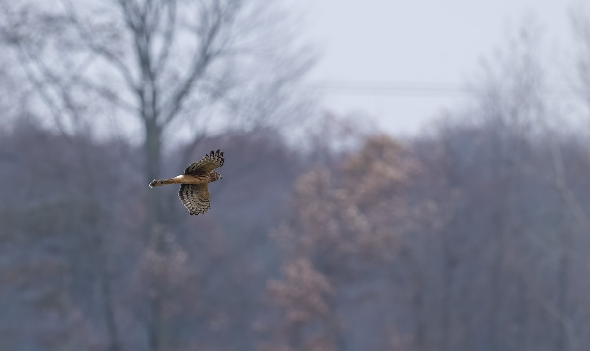 Northern Harrier - ML610811307