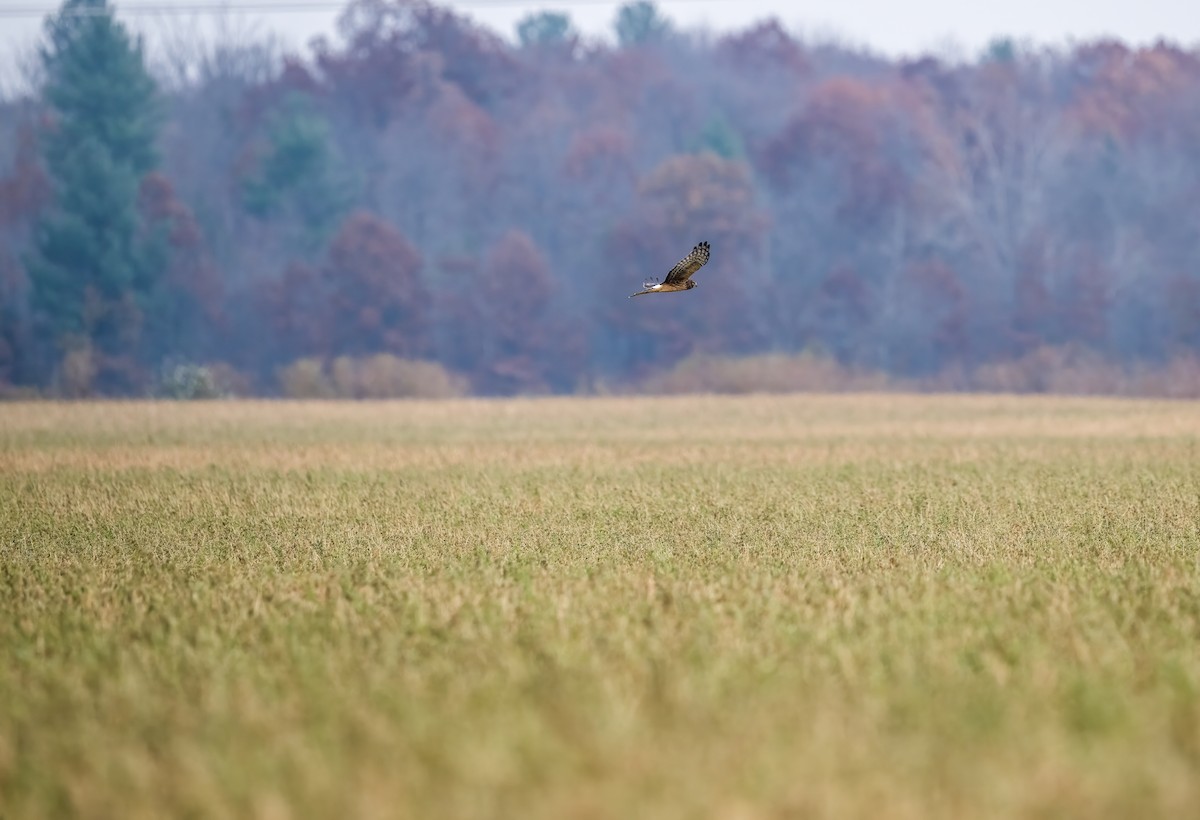 Northern Harrier - ML610811309