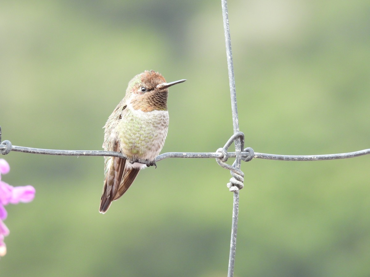 Anna's Hummingbird - ML610811351