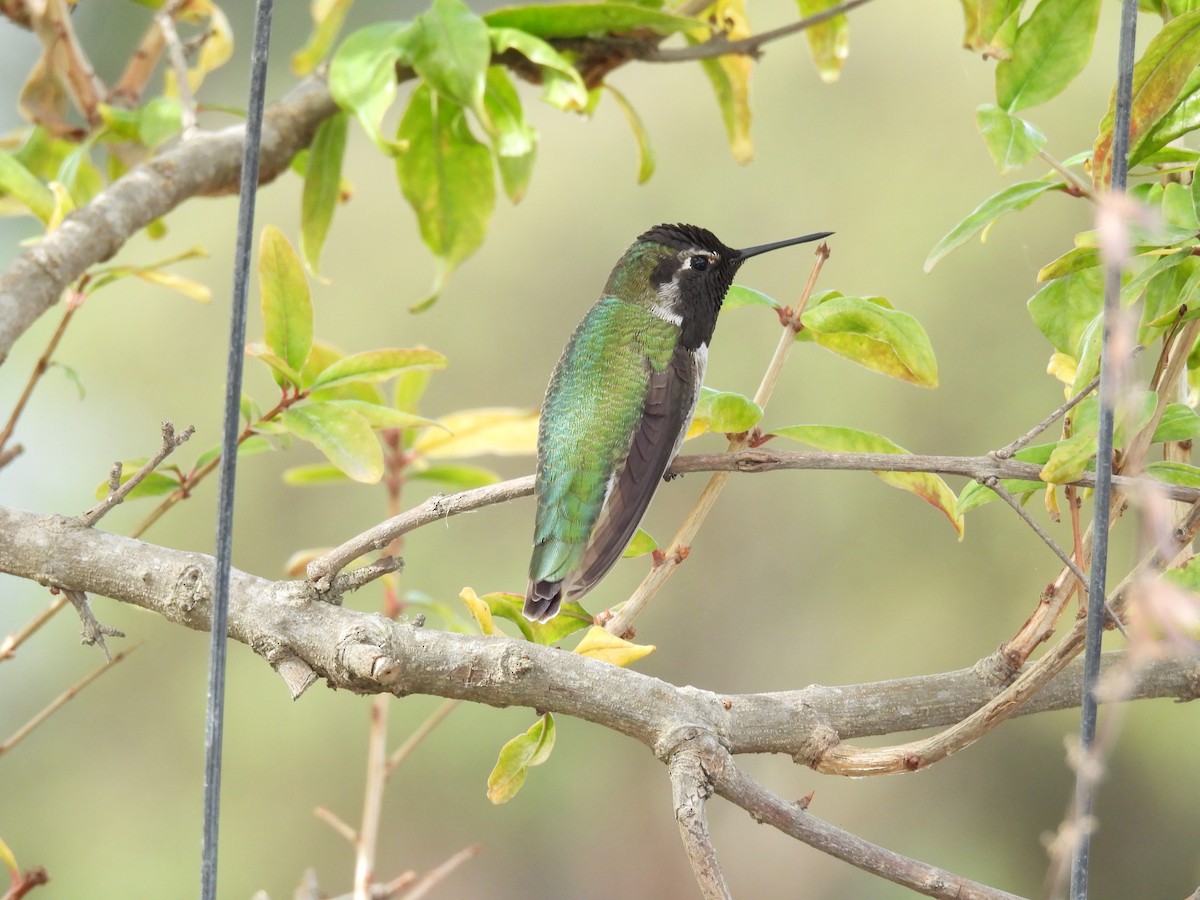 Anna's Hummingbird - ML610811352