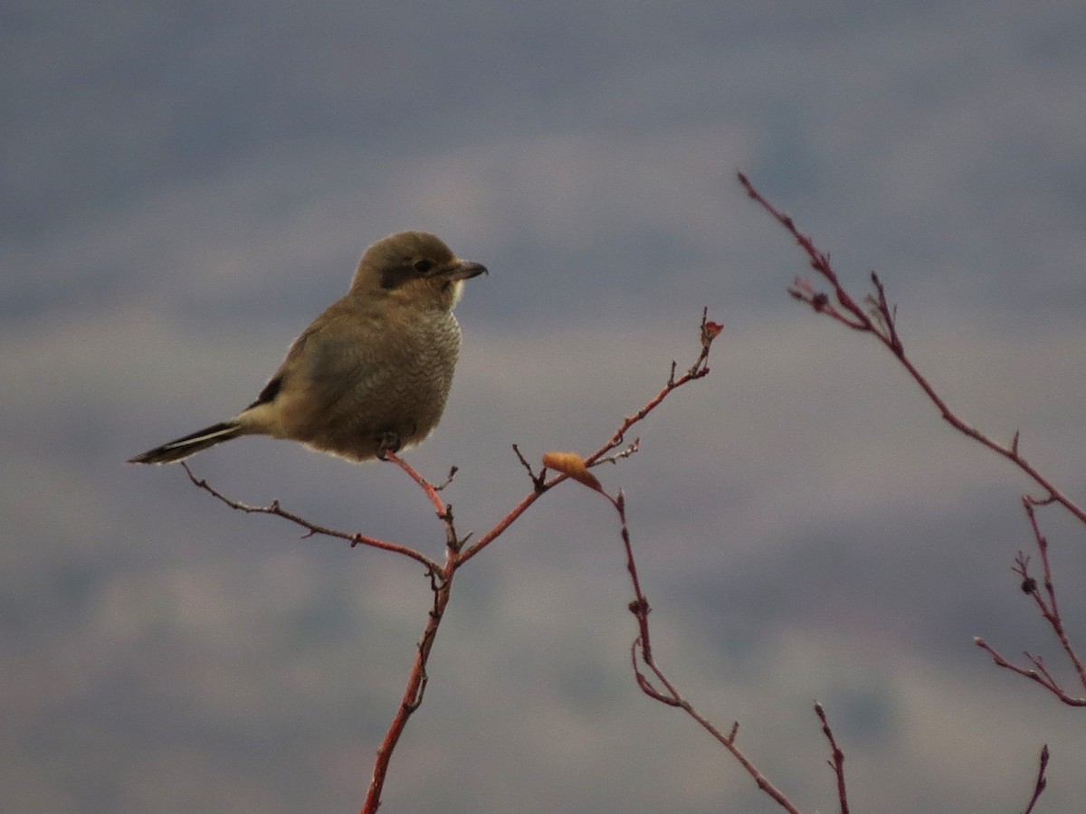 Antzandobi boreala - ML610811356