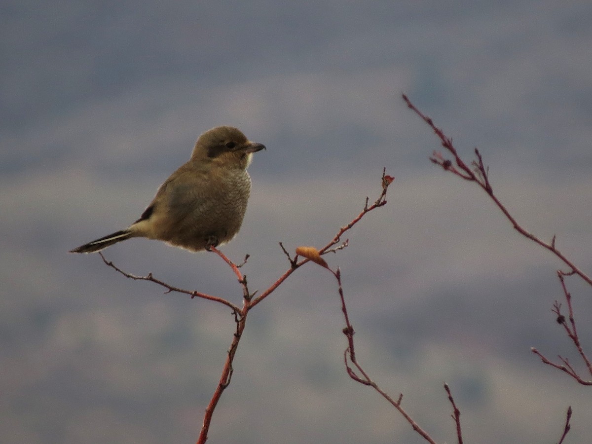 Northern Shrike - ML610811356