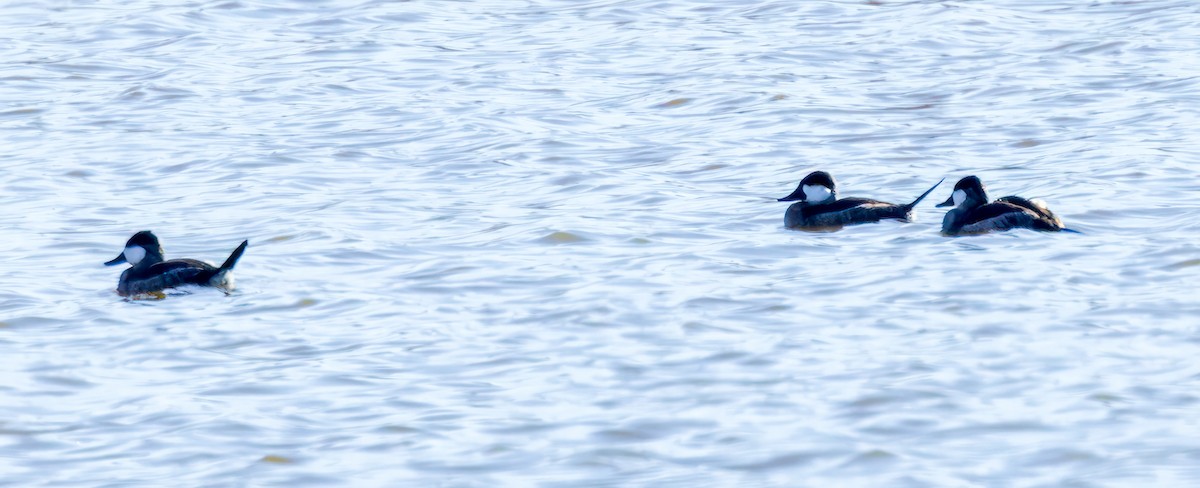 Ruddy Duck - Eric Dyck