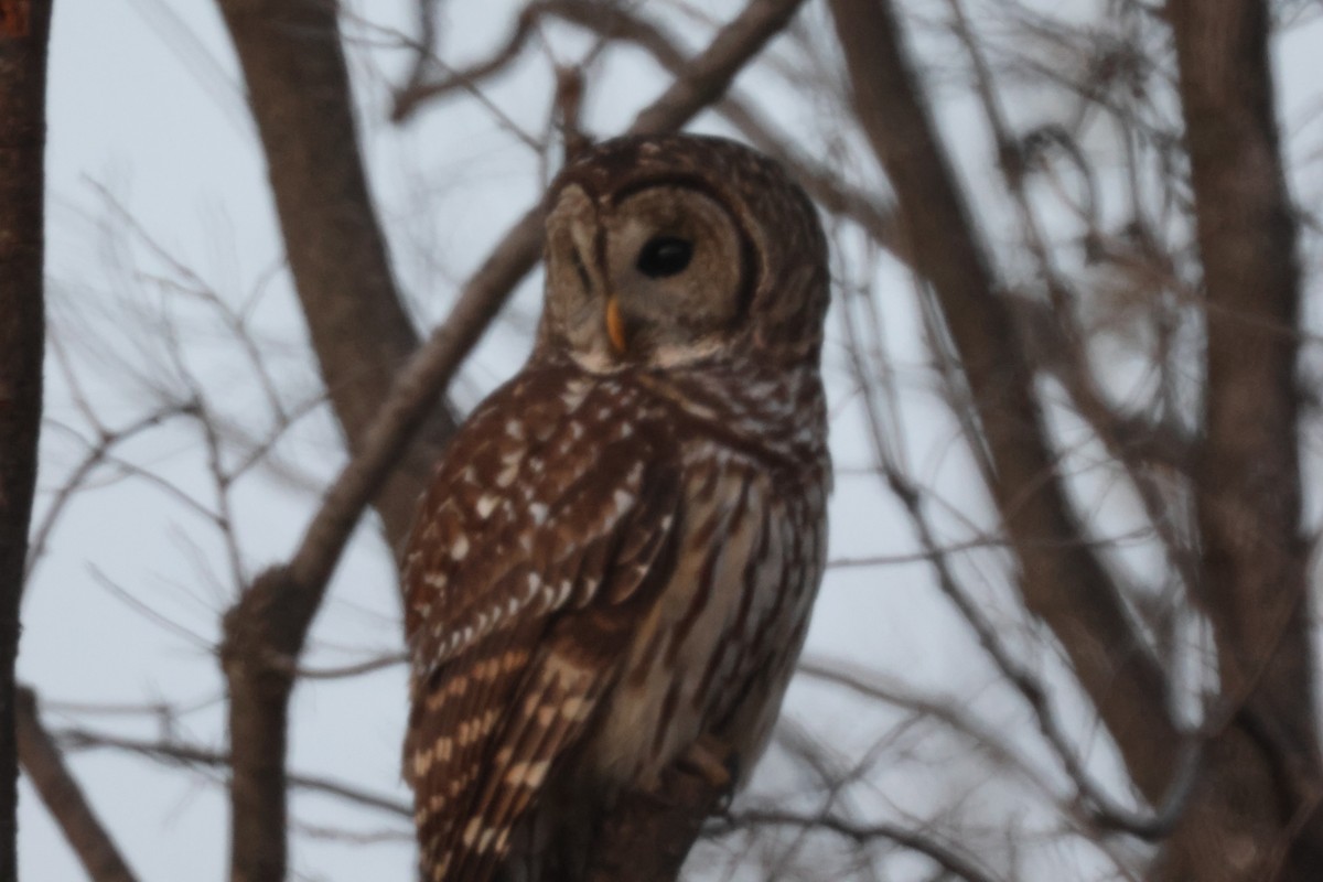 Barred Owl - ML610811434