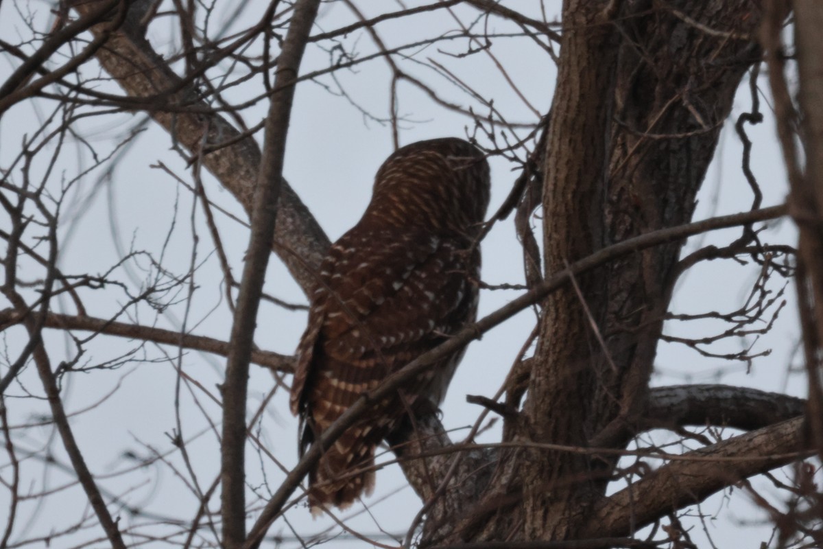 Barred Owl - ML610811435