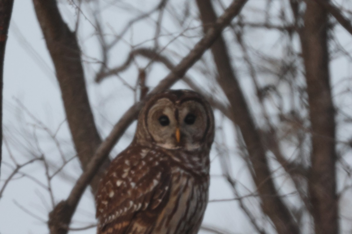 Barred Owl - ML610811436