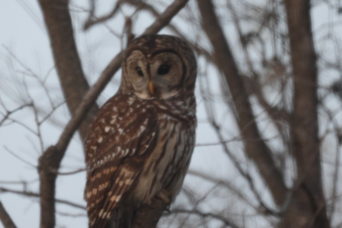 Barred Owl - ML610811437