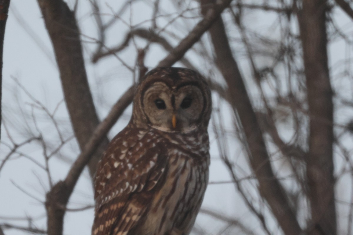 Barred Owl - ML610811439