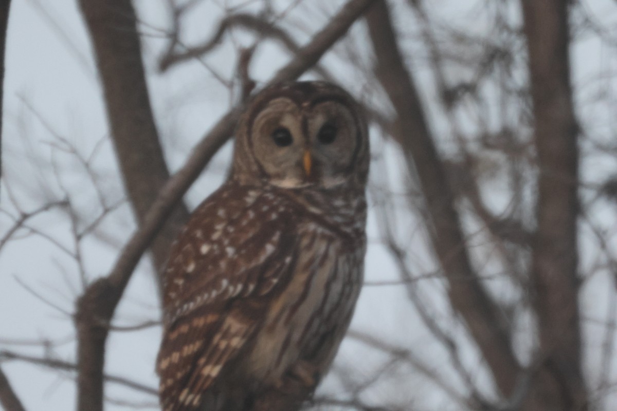 Barred Owl - ML610811440
