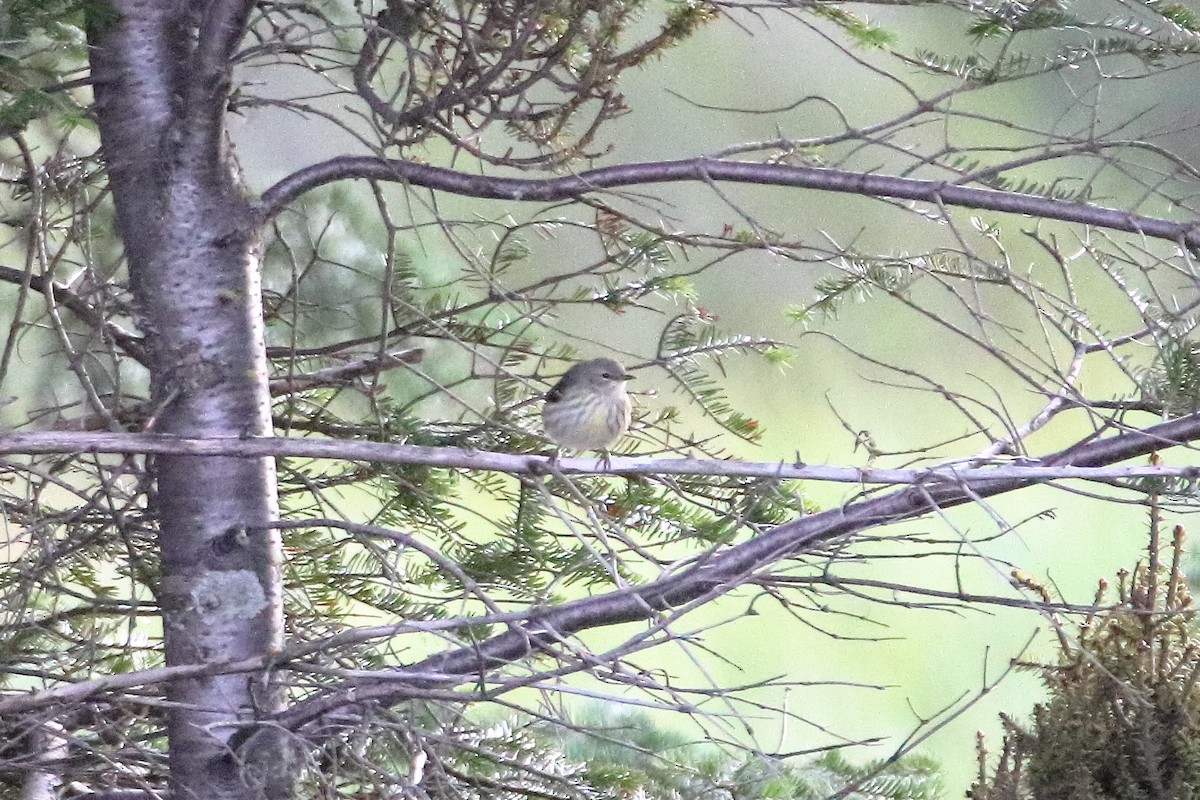 Yellow-rumped Warbler (Myrtle) - ML610811507