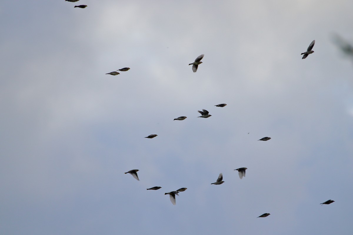 Cedar Waxwing - ML610811520