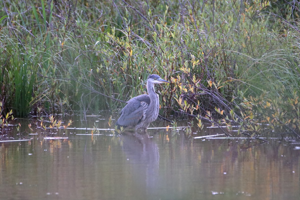 Great Blue Heron (Great Blue) - Daniel  Bellich