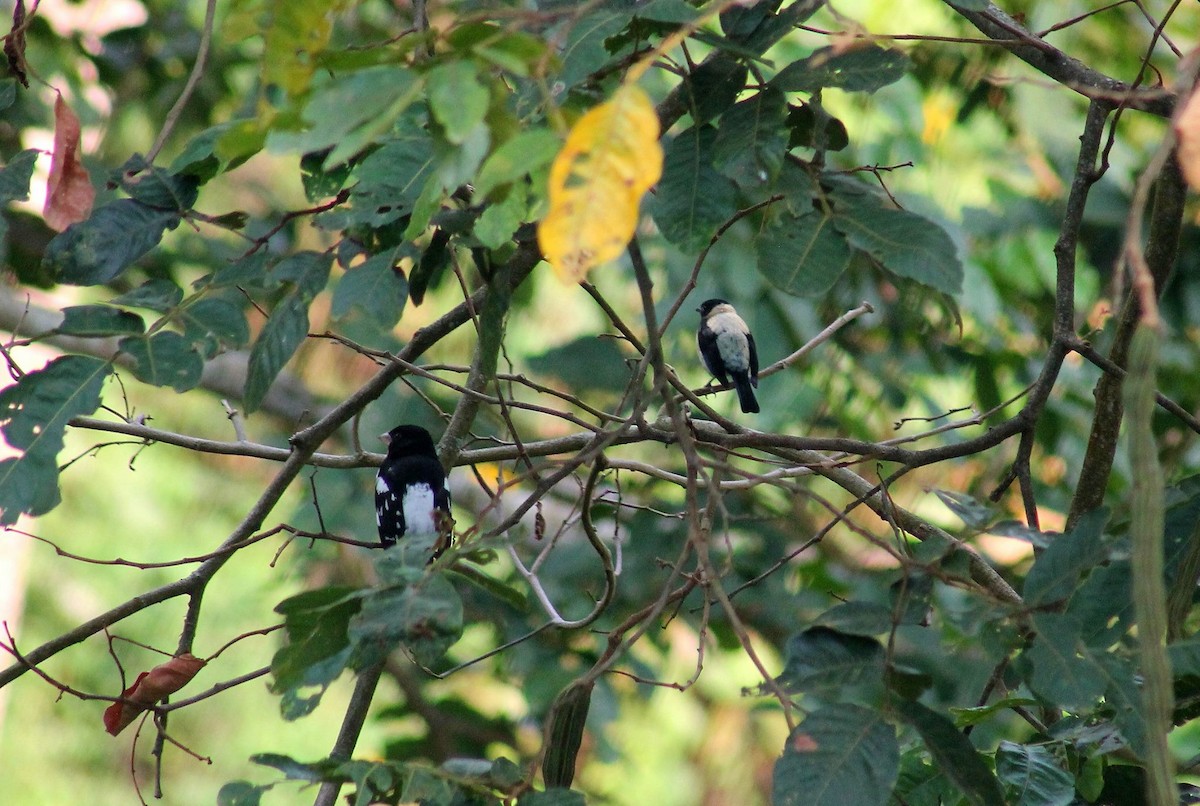 Black-headed Tanager - ML61081161