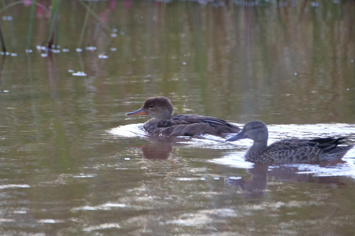 Hooded Merganser - ML610811623