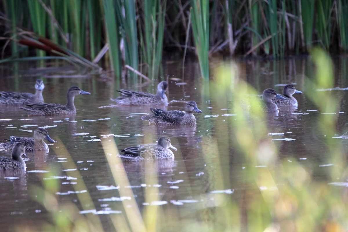 Blue-winged Teal - Daniel  Bellich