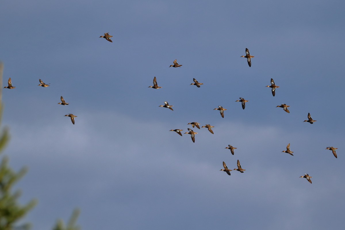 Blue-winged Teal - Daniel  Bellich