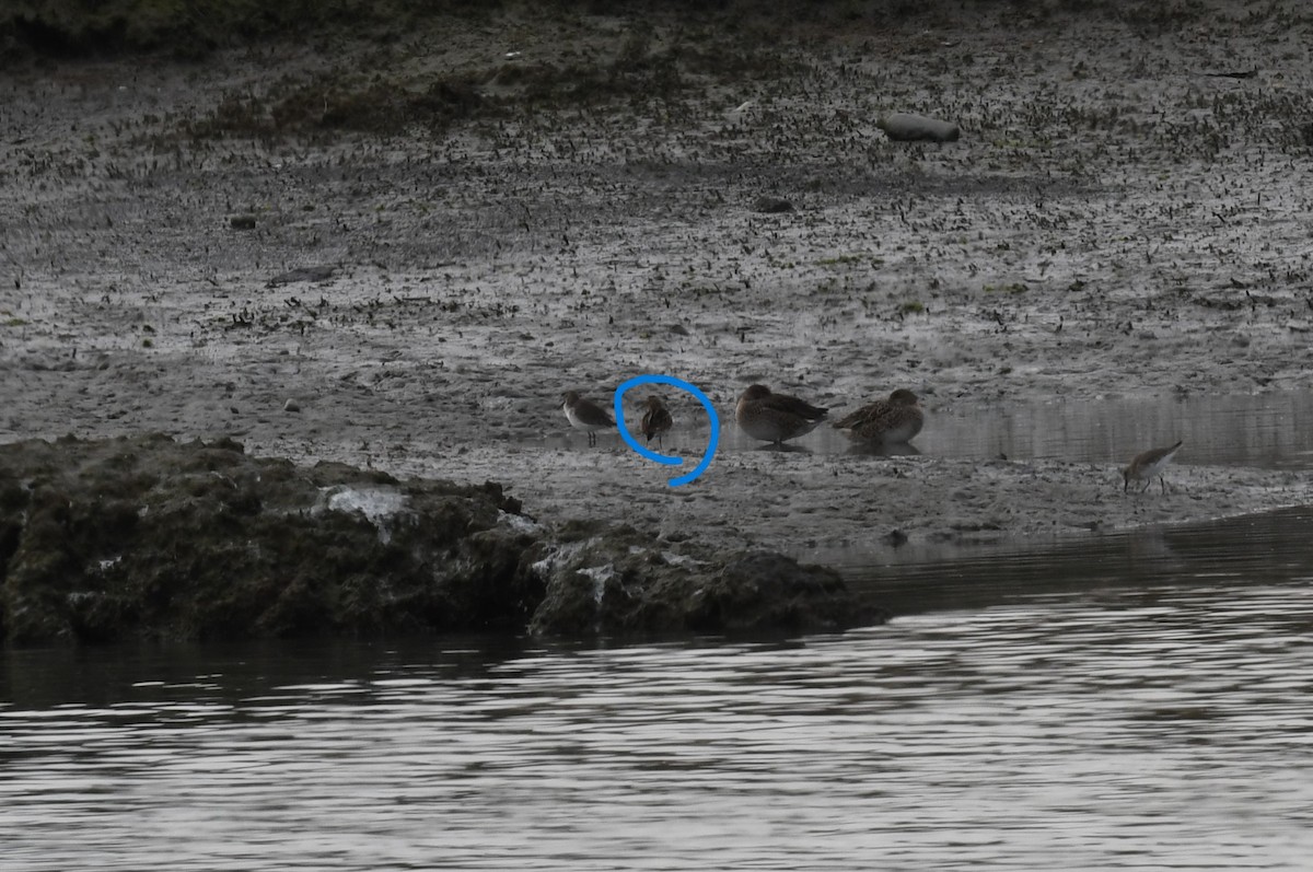 Pectoral Sandpiper - ML610811662