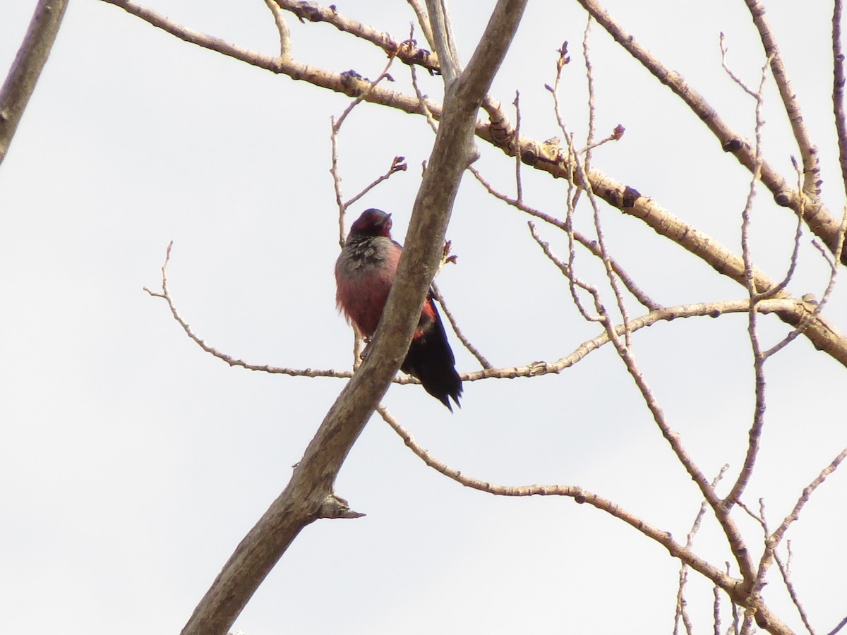 Lewis's Woodpecker - ML610811688