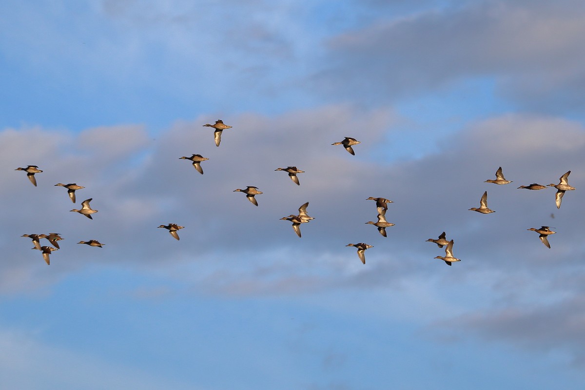 Blue-winged Teal - ML610811691