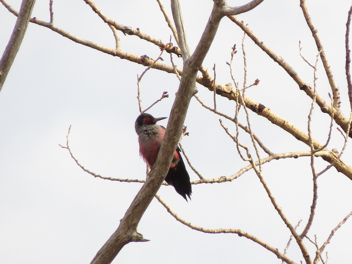 Lewis's Woodpecker - ML610811695
