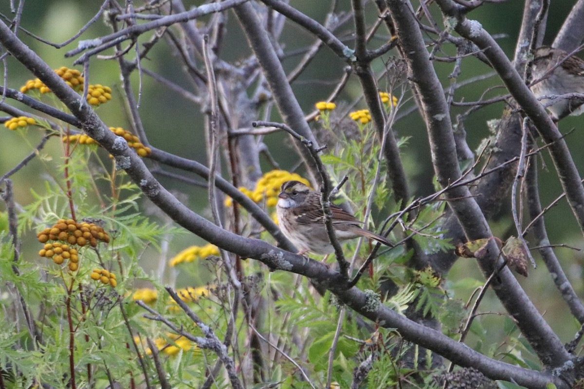 White-throated Sparrow - ML610811719