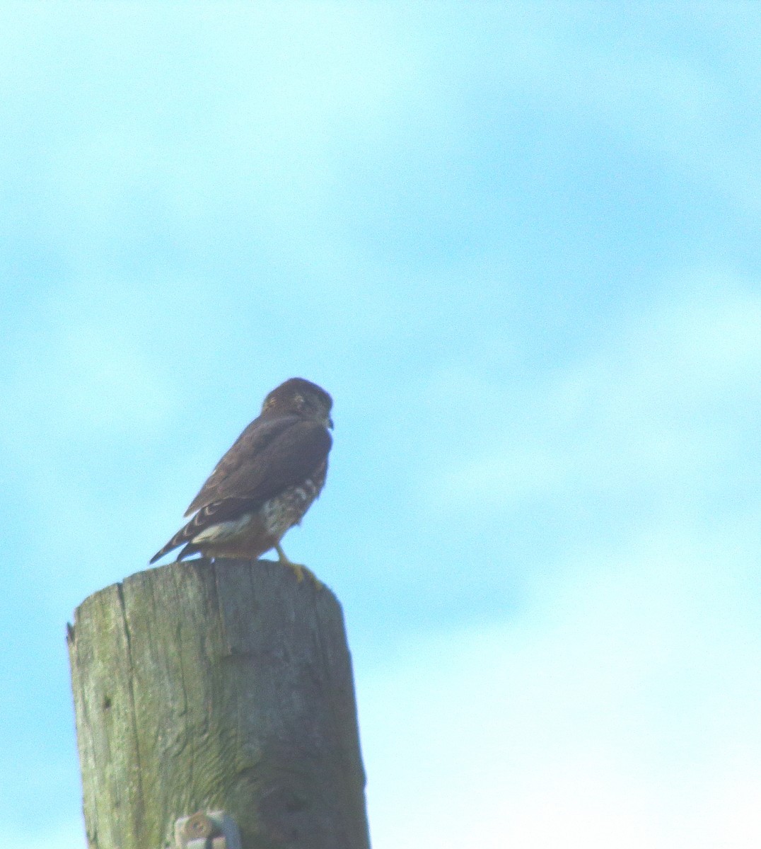 בז גמדי - ML610811747