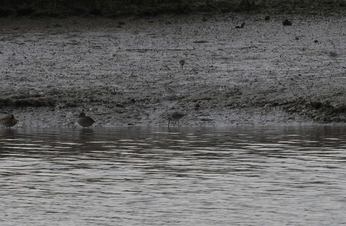 Short-billed/Long-billed Dowitcher - Ted Bradford