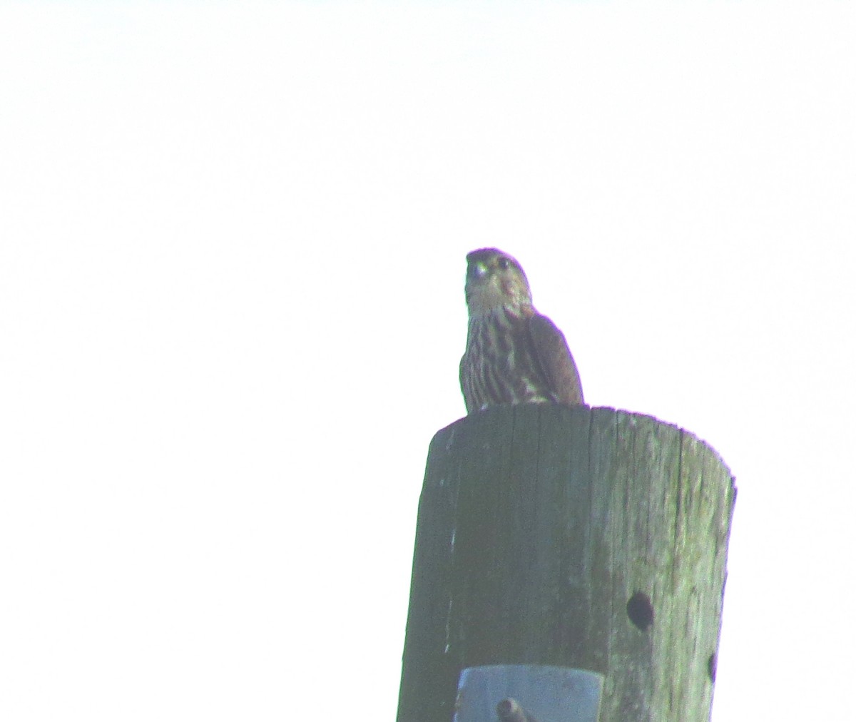 בז גמדי - ML610811766