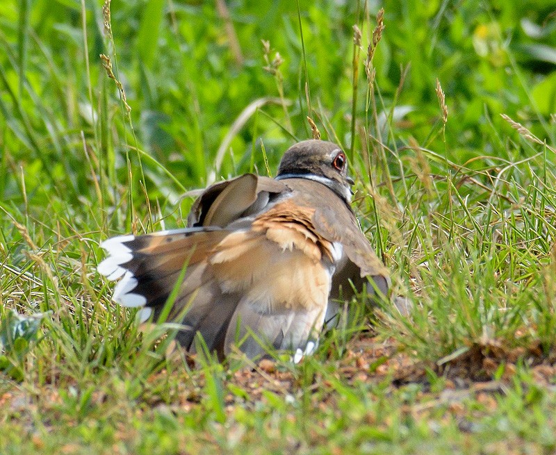 Killdeer - Mike Bailey