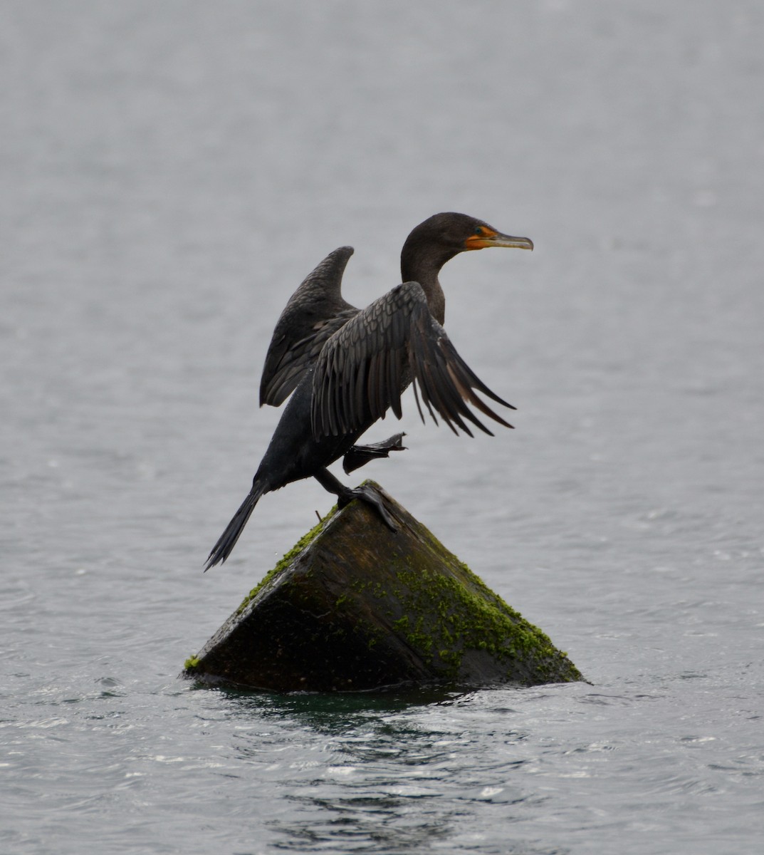 Double-crested Cormorant - lise owens