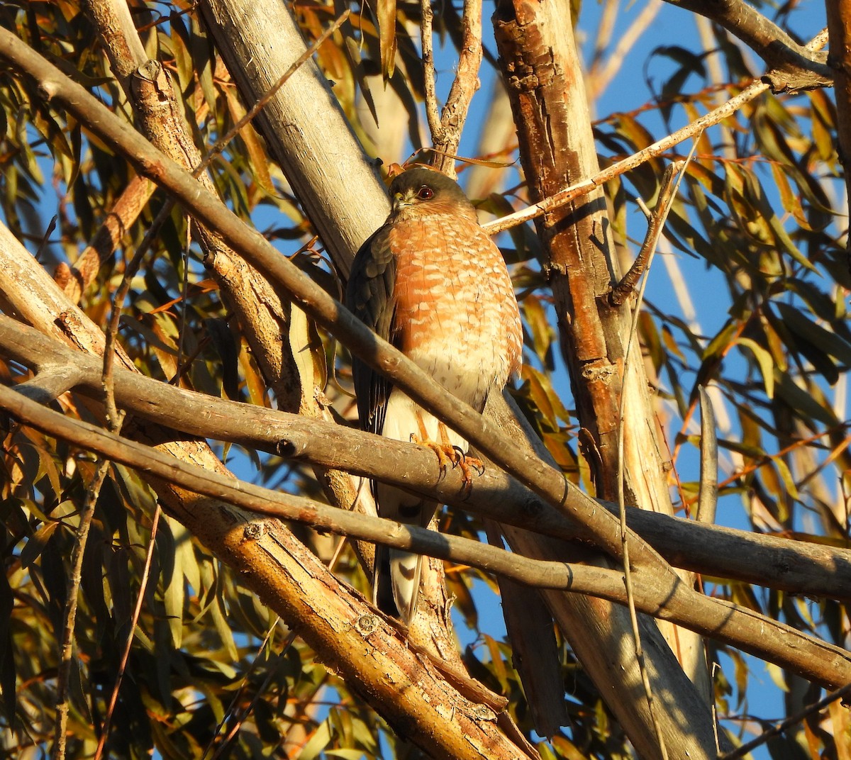 Sharp-shinned Hawk - Jan Thom