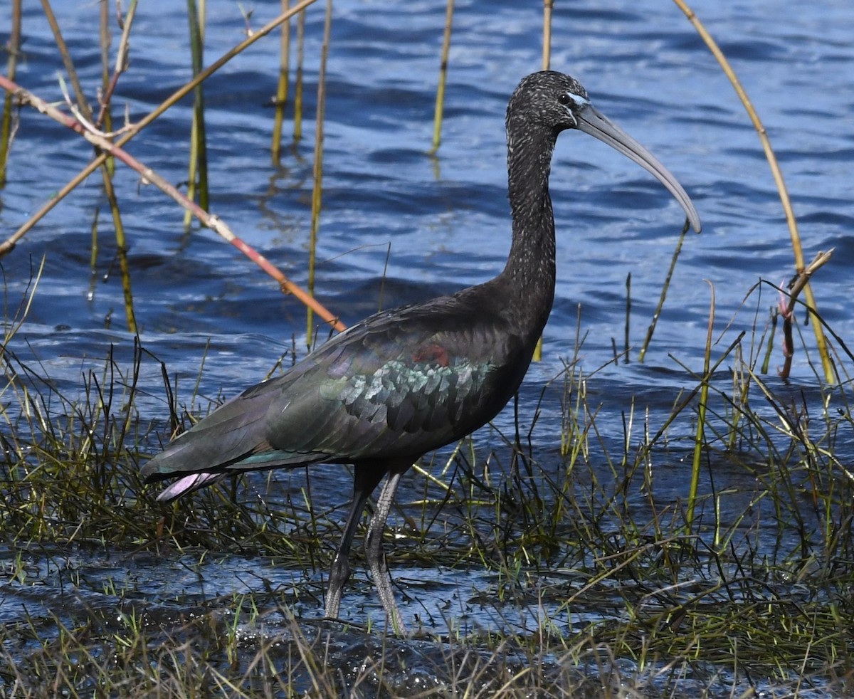 Glossy Ibis - ML610811887