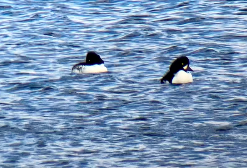 Barrow's Goldeneye - ML610811903