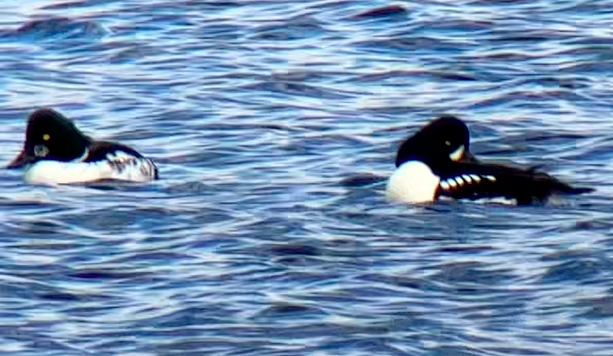 Barrow's Goldeneye - ML610811904