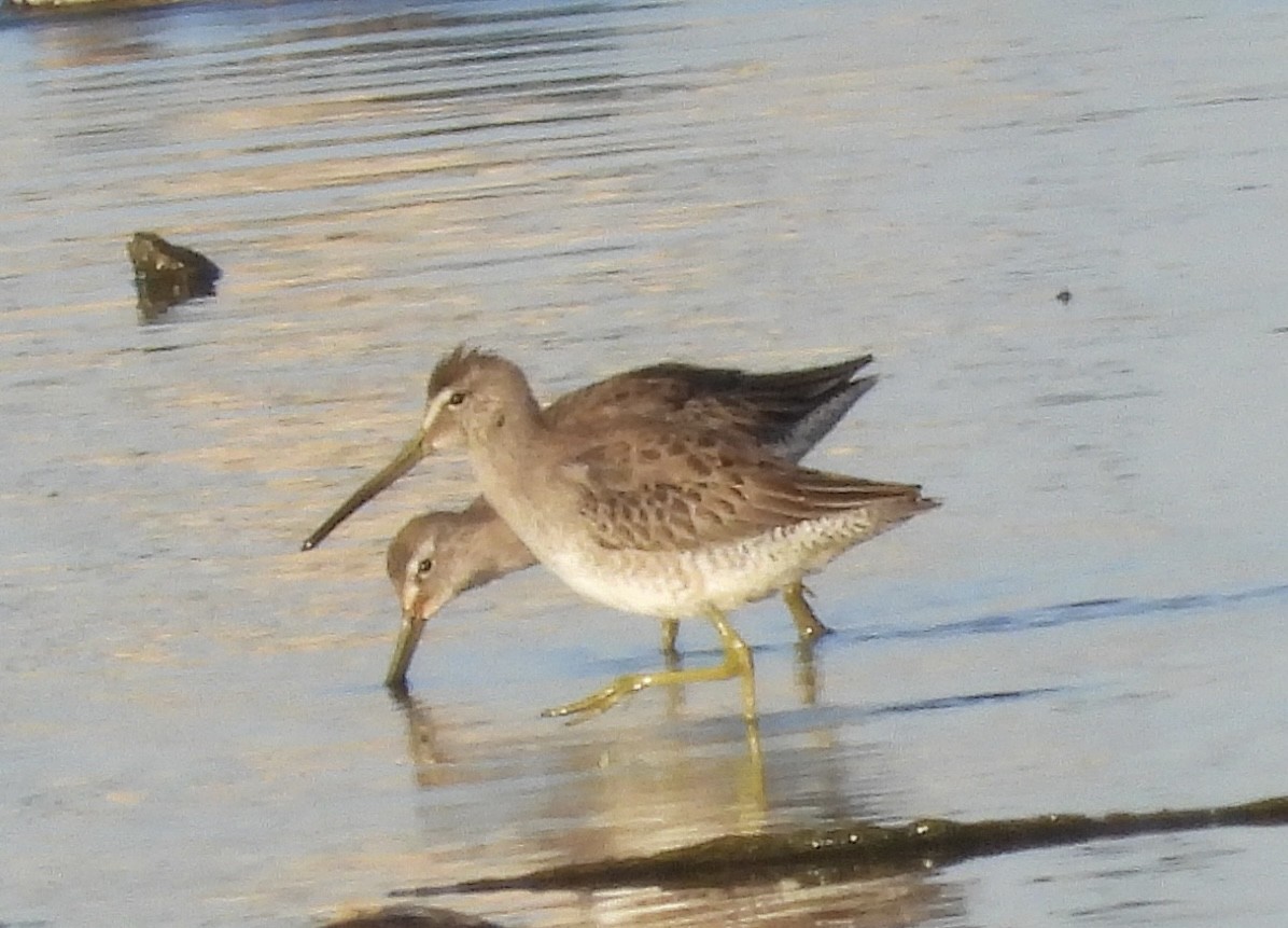 Long-billed Dowitcher - ML610811919