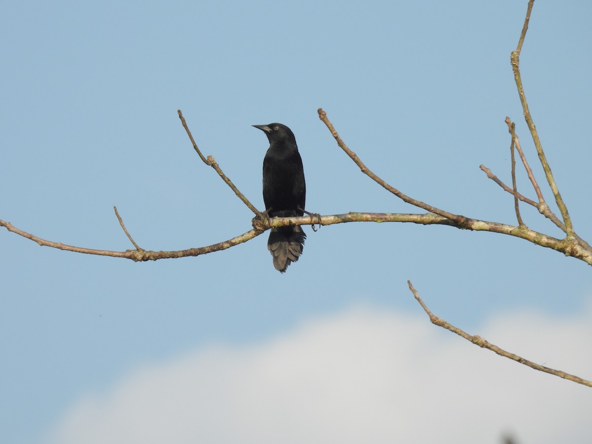 Pale-eyed Blackbird - ML610811925