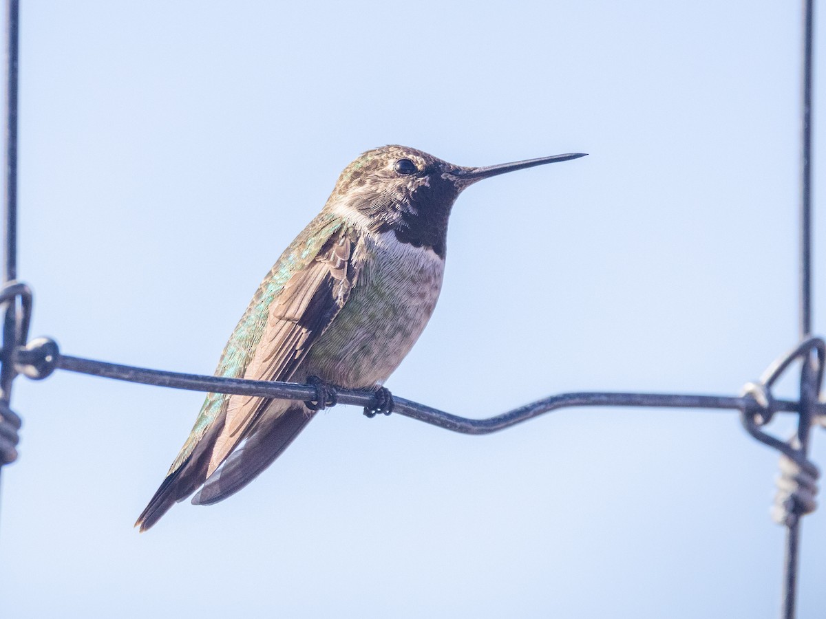 Anna's Hummingbird - Angus Wilson