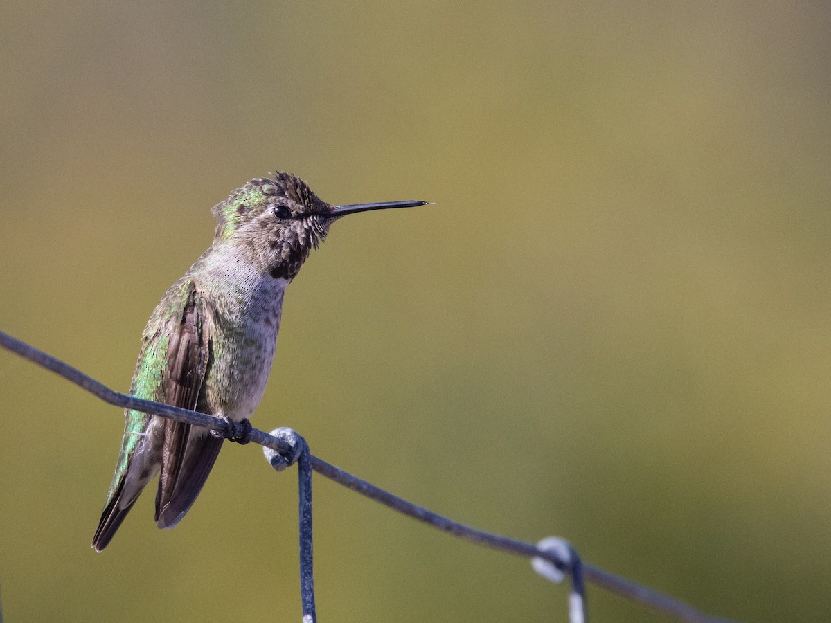 Colibrí de Anna - ML610811939