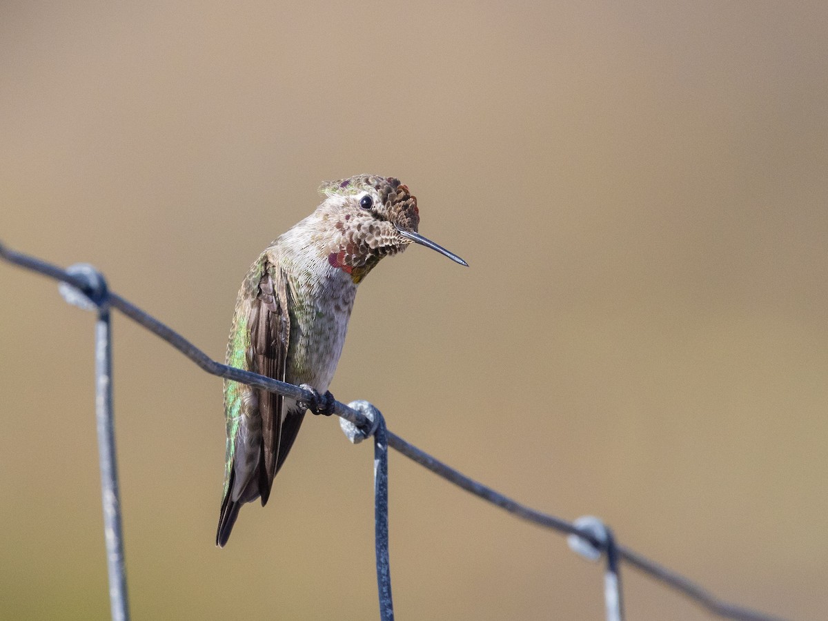 Anna's Hummingbird - ML610811940