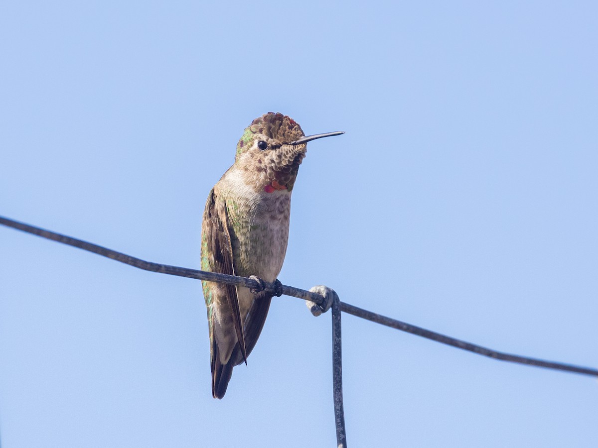 Anna's Hummingbird - Angus Wilson