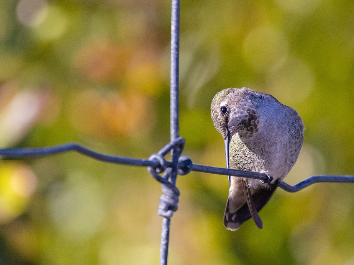 Anna's Hummingbird - ML610811953