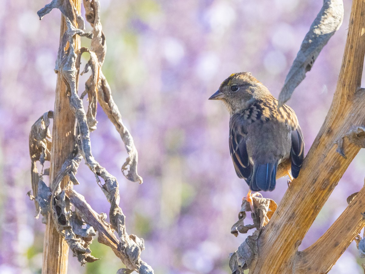 Golden-crowned Sparrow - ML610811971